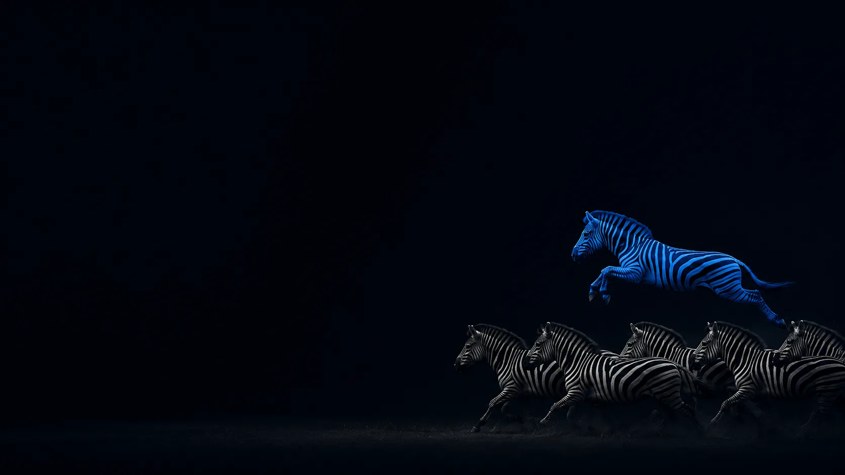 Zebra azul saltando acima da manada preto e branca